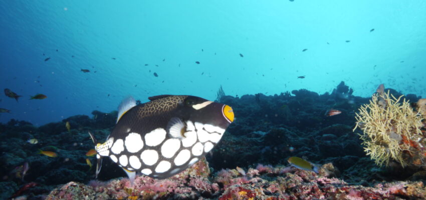 Pesce Sub